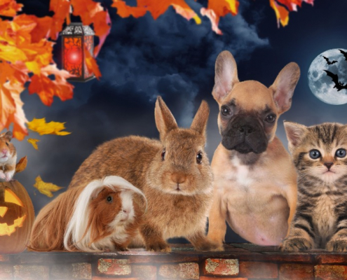 Animals on Halloween by the Best Veterinarian in Venice - Your Other Family Doctor!
