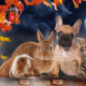 Animals on Halloween by the Best Veterinarian in Venice - Your Other Family Doctor!