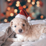 Puppy at Christmas for blog by the Best Veterinarian in Venice